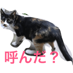 [LINEスタンプ] norasan's