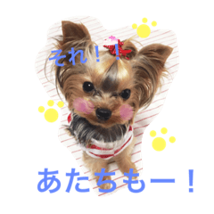 [LINEスタンプ] ヨーキー★ちょこでち