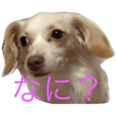 [LINEスタンプ] チワックス華ちゃんスタンプ