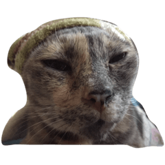 [LINEスタンプ] Tam Crazy Cat