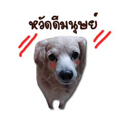 [LINEスタンプ] Mork Sri