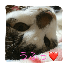 [LINEスタンプ] やんちゃ猫りんりん