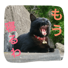 [LINEスタンプ] うちの猫は無表情