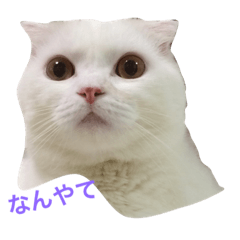 [LINEスタンプ] ニャイス