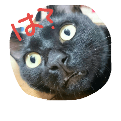 [LINEスタンプ] 俺のこと知ってるかい？