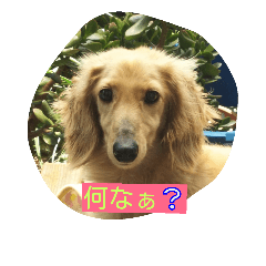 [LINEスタンプ] ぴょえ©家の蔵之介