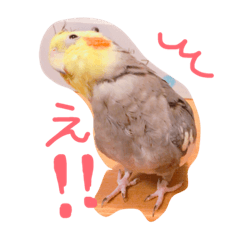 [LINEスタンプ] オカメインコのぴーちゃん