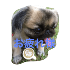 [LINEスタンプ] くるみの日常
