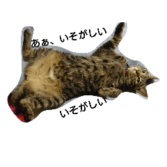 [LINEスタンプ] 6にゃんにゃんず