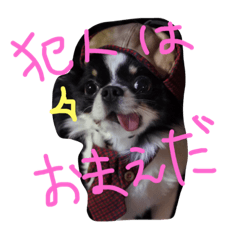 [LINEスタンプ] チワワのビィくん