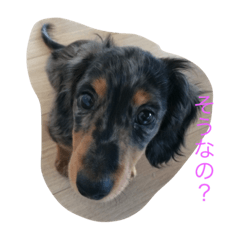 [LINEスタンプ] 犬のチロル