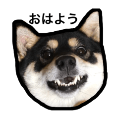 [LINEスタンプ] おはようちろたん
