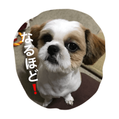 [LINEスタンプ] SOL君-1
