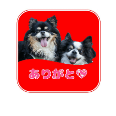 [LINEスタンプ] まんまるチワワ達