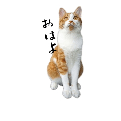 [LINEスタンプ] 茶白とら猫