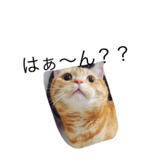 [LINEスタンプ] いぬねこずスタンプ