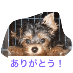 [LINEスタンプ] レオのひとこと