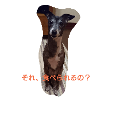 [LINEスタンプ] Italian Greyhound CELLO