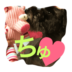 [LINEスタンプ] ばう★黒シュナ