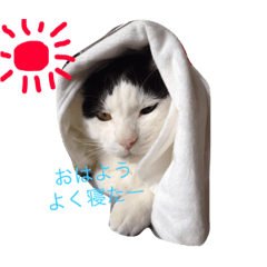 [LINEスタンプ] 猫のたまくん♪♪