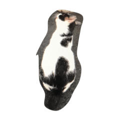 [LINEスタンプ] stray cat t