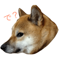 [LINEスタンプ] 柴娘モモ