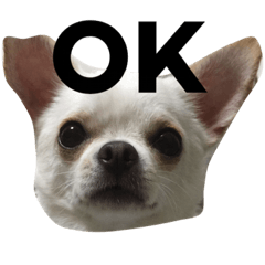 [LINEスタンプ] チワワのこた
