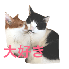 [LINEスタンプ] ゆかいな猫たち！！