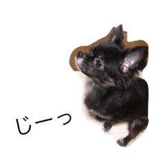 [LINEスタンプ] ちわわのころすけ