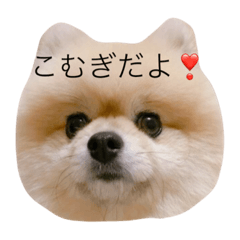 [LINEスタンプ] 天使なポメラニアンこむぎくんのスタンプ
