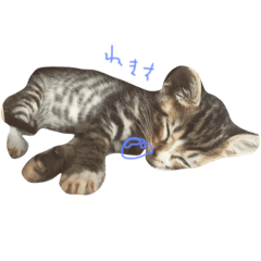 [LINEスタンプ] にゃらずものまめた