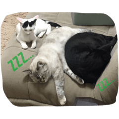 [LINEスタンプ] 保護猫クーアゲと保護子猫たち No.1