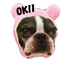 [LINEスタンプ] bostonterriers