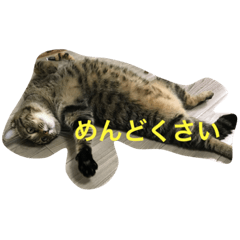 [LINEスタンプ] キジ猫とサビ猫の怠惰な生活