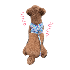 [LINEスタンプ] トイプードルさくらっち