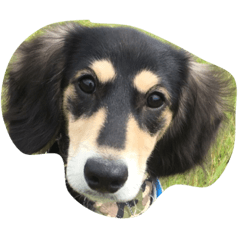 [LINEスタンプ] 愛犬太郎‎´•ﻌ•`