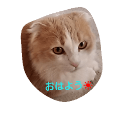 [LINEスタンプ] ほっこりにゃんこのスタンプ