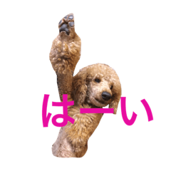 [LINEスタンプ] standard poodle claire