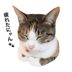 [LINEスタンプ] みけねこの夢ちゃん2.