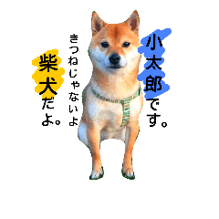 [LINEスタンプ] 柴犬 こたろうのこたんぷ