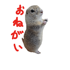 [LINEスタンプ] リチャードソンジリスのおいもとムギ