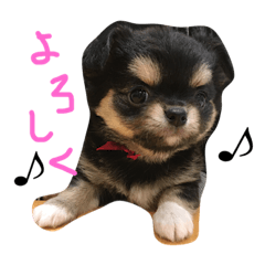 [LINEスタンプ] チワワのおはぎちゃん！〜ヘタレ犬の日常〜