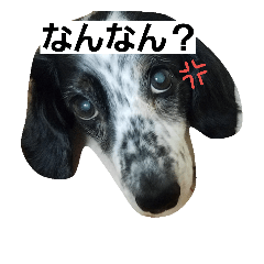 [LINEスタンプ] うちの空くん