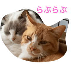 [LINEスタンプ] ネコネコでhappy409