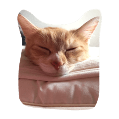 [LINEスタンプ] CatDay