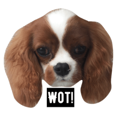 [LINEスタンプ] JESSIE THE CAVALIER ＆SUSHI THE CHIHUAHUA