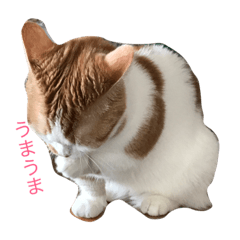 [LINEスタンプ] キナコという名の猫