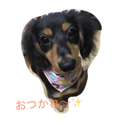 [LINEスタンプ] ダックスフンドのさくら