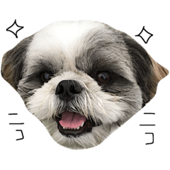[LINEスタンプ] シーズー犬のモカくん