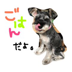 [LINEスタンプ] 双子シュナのちびとちゃちゃ